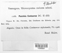 Puccinia centaureae image